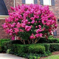 Crape Myrtle Tree Seeds - Lagerstroemia Indica - Fast-Growing Lilac Flowering Plant for Gardens and Landscaping