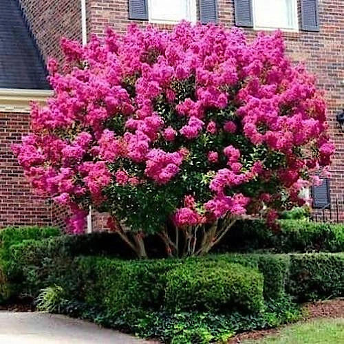 Crape Myrtle Tree Seeds - Lagerstroemia Indica - Fast-Growing Lilac Flowering Plant for Gardens and Landscaping