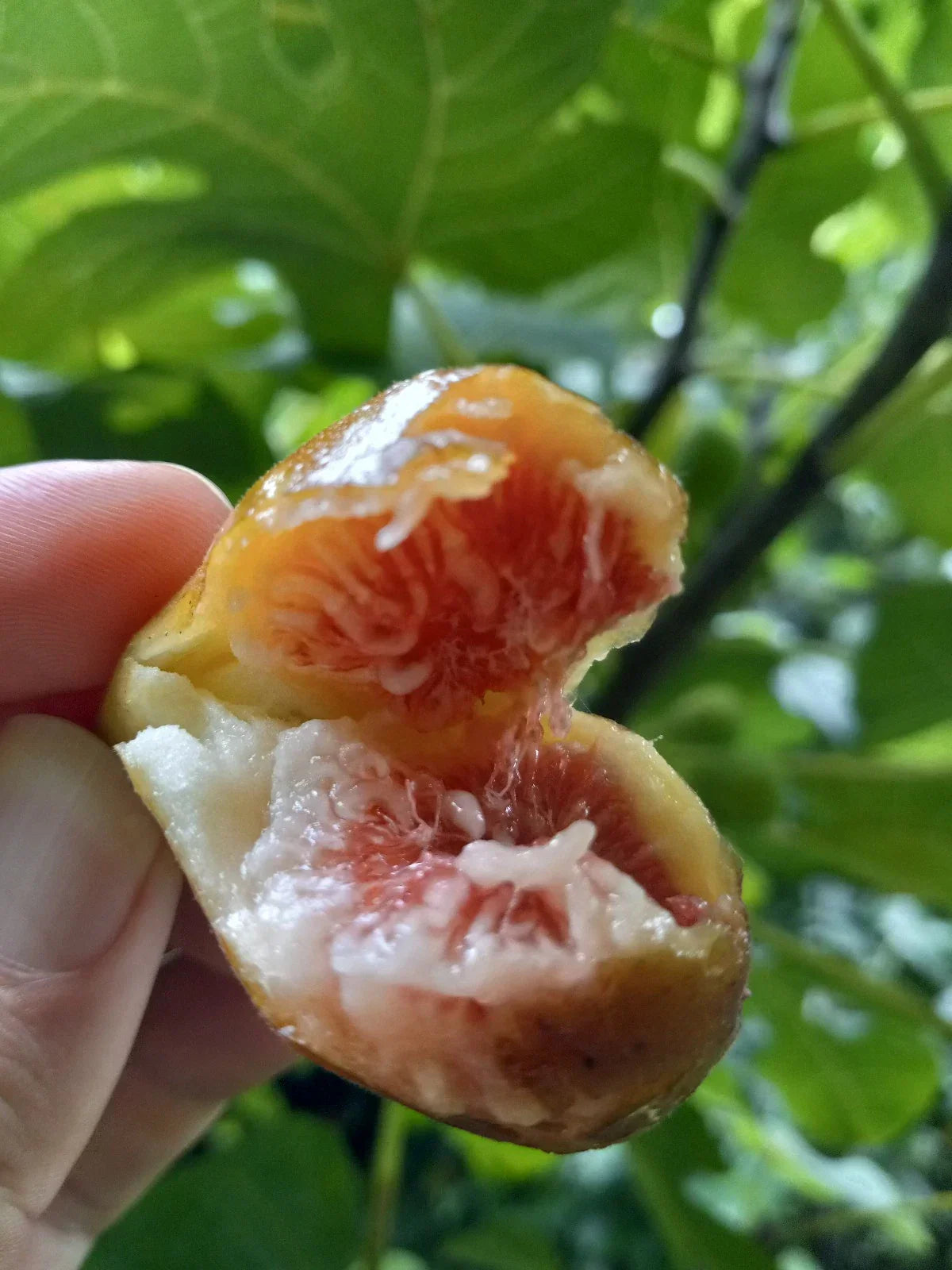 Celeste Fig Tree in 6-Inch Pot, Ficus carica 'Celeste', Cold Hardy Zone 6-10, Edible Figs, Container Garden Plant