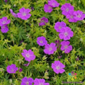 New Hampshire Purple Geranium Seeds - Perennial Flower Seeds - Geranium maculatum - Vibrant Purple Blooms, Easy to Grow, 25+ Pack