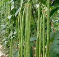 Green Yard Long Bean Seeds - Non-GMO Heirloom Asian String Beans, Sitaw, Vigna unguiculata subsp. sesquipedalis, 30+ Seeds