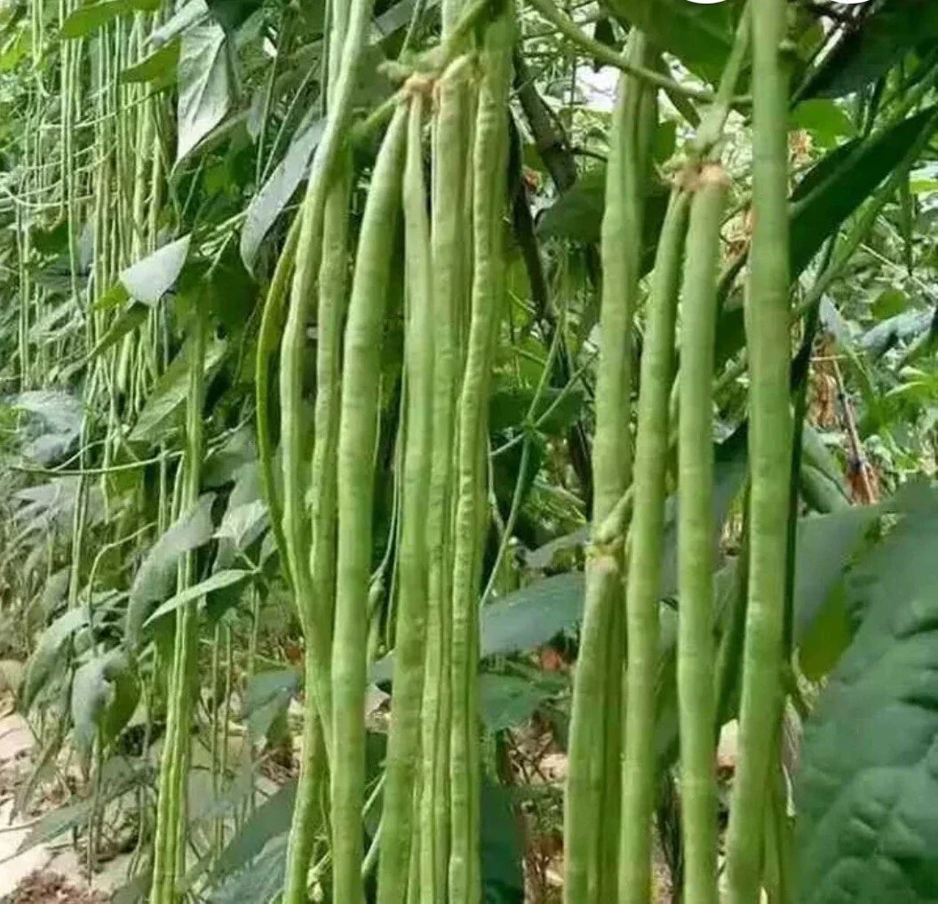 Green Yard Long Bean Seeds - Non-GMO Heirloom Asian String Beans, Sitaw, Vigna unguiculata subsp. sesquipedalis, 30+ Seeds