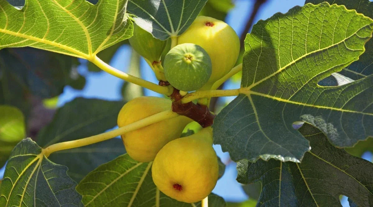 Yellow Long Neck Fig Seeds - 100+ Ficus carica Fruit Tree Seeds for Garden Planting