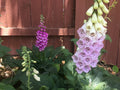 Dwarf Foxglove Seeds - Pixie Variety, Digitalis purpurea, 100 Seeds, Compact, Pink, Purple, White