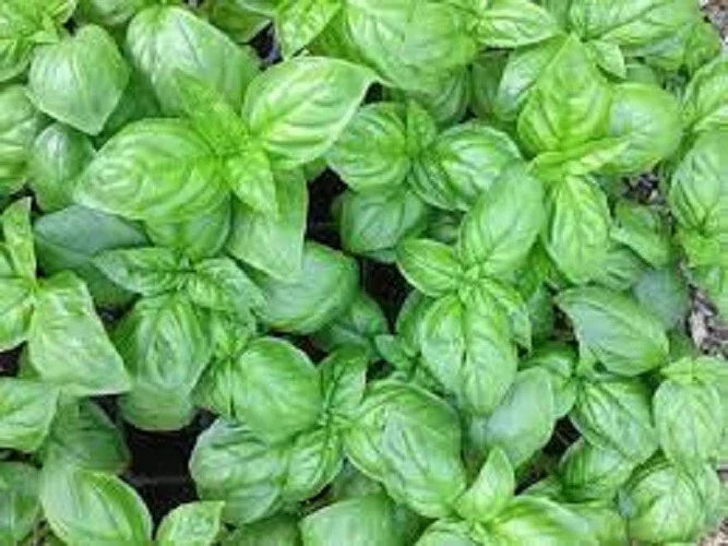 Premium Genovese Basil Herb Seeds - Organic Heirloom, Non-GMO, Culinary Basil, Ocimum basilicum, Fresh Herb Seeds