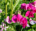 Polygala Myrtifolia Live Plant Cutting – Sweet Pea Bush, Vibrant Blooms, Drought Tolerant, Hardy Perennial, 6-Inch Shrub