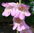 Palmer's Penstemon Seeds - 100 Fresh Penstemon palmeri Wildflower Seeds for Drought-Tolerant Gardens, Native Pollinator Attractant