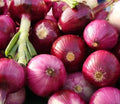 Ruby Red Onion Seeds, Non-GMO Allium cepa, Vegetable Garden, 200+ Seeds, Full Sun, Free Shipping