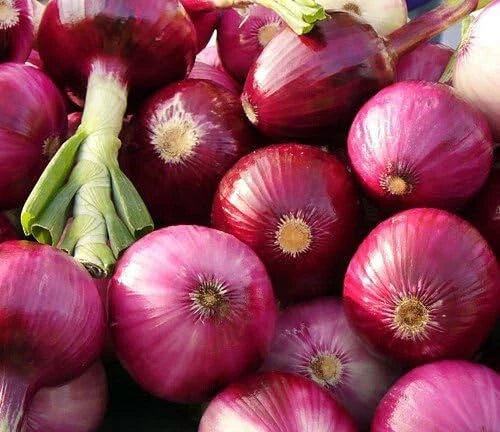 Ruby Red Onion Seeds, Non-GMO Allium cepa, Vegetable Garden, 200+ Seeds, Full Sun, Free Shipping