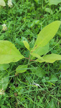 Organic Sassafras Trees - Bare Root 3 Pack - Sassafras albidum for Garden, Landscape, Wildlife Habitat