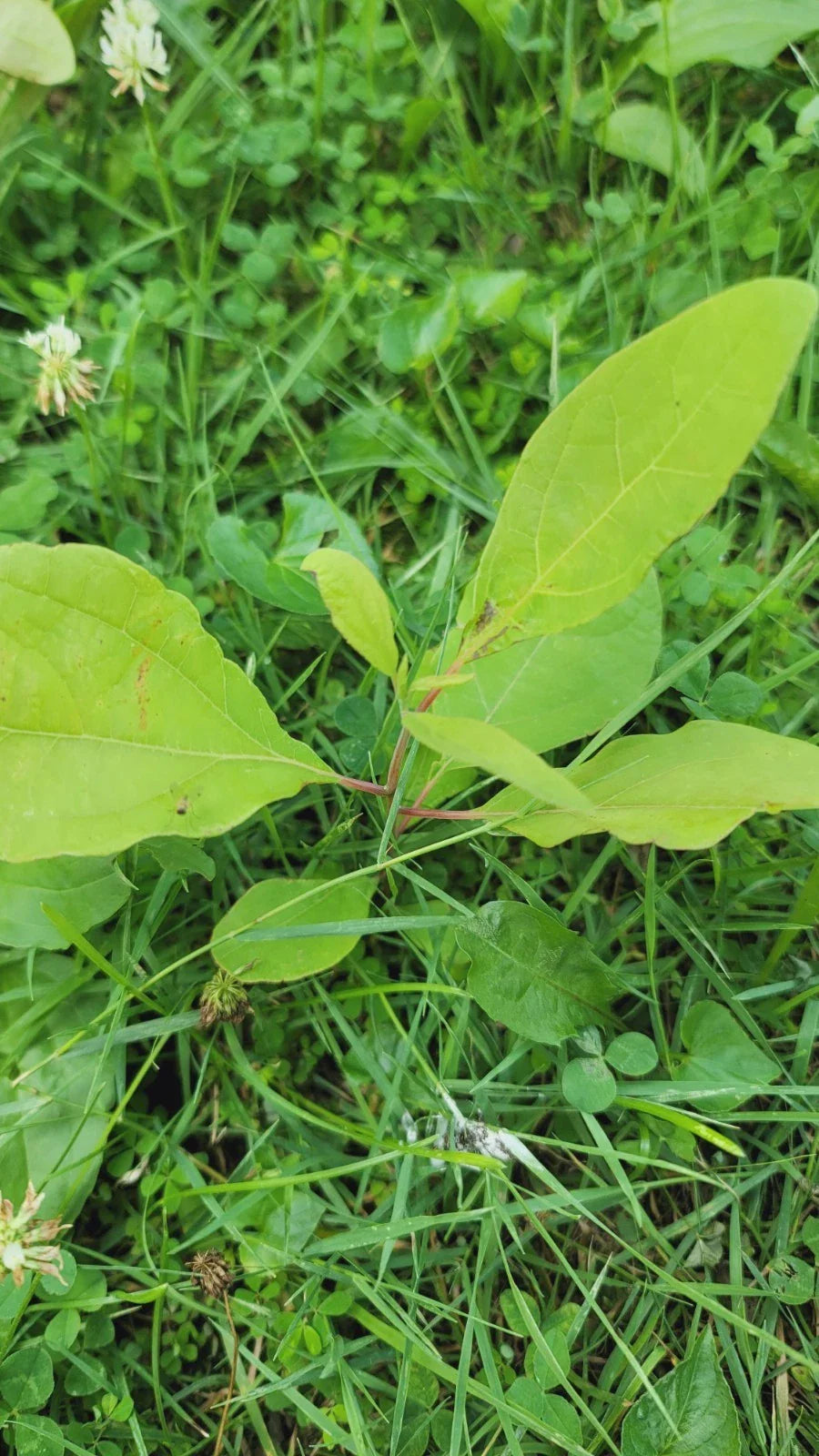 Organic Sassafras Trees - Bare Root 3 Pack - Sassafras albidum for Garden, Landscape, Wildlife Habitat