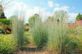 Big Bluestem Seeds - 500+ Native Ornamental Tall Grass for Prairie Gardens - Drought & Heat Tolerant Andropogon gerardii