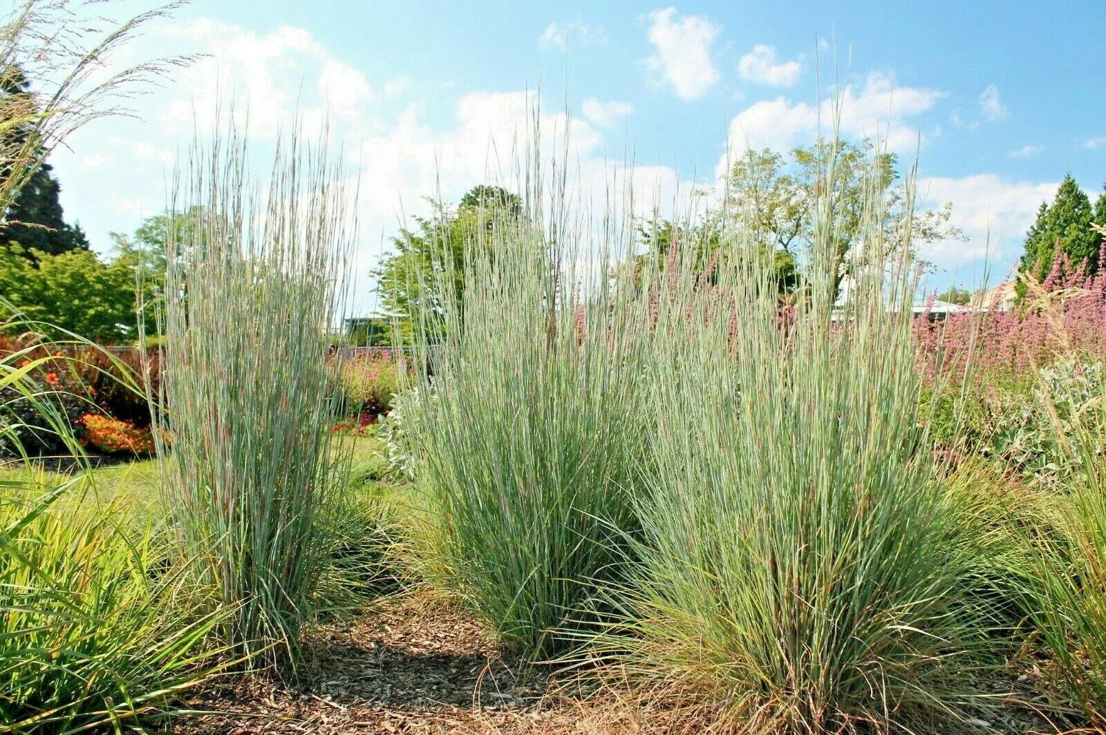 Big Bluestem Seeds - 500+ Native Ornamental Tall Grass for Prairie Gardens - Drought & Heat Tolerant Andropogon gerardii