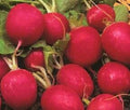 Crimson Radish Seeds - Non-GMO Raphanus sativus Vegetable Garden Seeds - Pack of 100+ for Home Growing