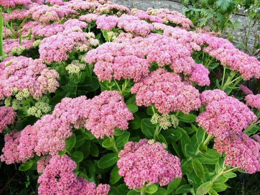 Autumn Joy Sedum Plants – 6 Perennials with Pink Flowers – Sedum 'Autumn Joy' – Drought-Tolerant, Low-Maintenance Garden Plants