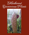 Live Pitcher Plant - Sarracenia Minor GIANT Okeefenokeensis Clone J Red Window - Carnivorous Plant for Indoor Outdoor Garden