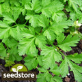 Giant Italian Parsley Seeds | Heirloom Non-GMO Herb Seeds | Petroselinum crispum var. neapolitanum | Full Sun to Partial Shade