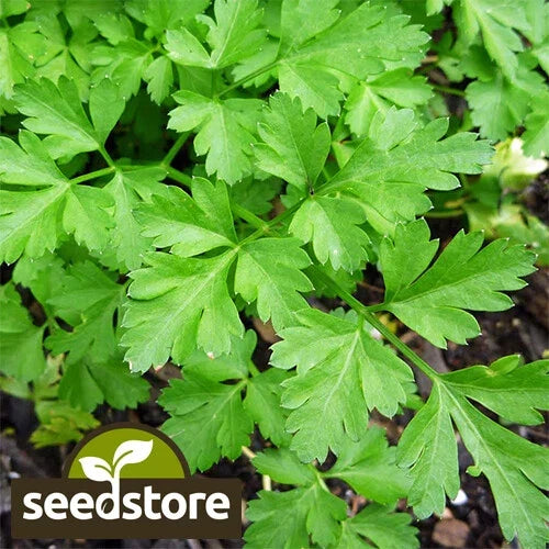Giant Italian Parsley Seeds | Heirloom Non-GMO Herb Seeds | Petroselinum crispum var. neapolitanum | Full Sun to Partial Shade