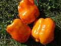 Orange King Bell Pepper Seeds - Heirloom Organic Non-GMO Capsicum annuum for Garden, Container, Salad, Cooking