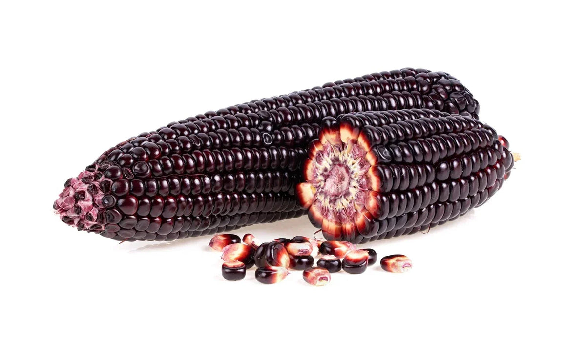 Purple Popcorn Seeds for Planting - 50 Zea mays Exotic Edible Corn Seeds