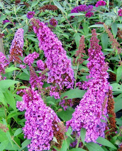 Butterfly Bush Seeds Lavender - 210 Packets Buddleia davidii Hardy Perennial for Pollinators