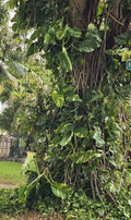 Giant Variegated Golden Pothos Cuttings - 3-Node Epipremnum aureum Indoor Plant Propagation