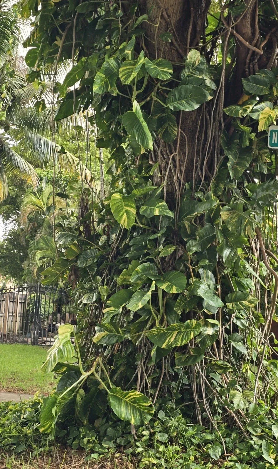 Giant Variegated Golden Pothos Cuttings - 3-Node Epipremnum aureum Indoor Plant Propagation