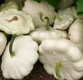 White Bush Scallop Squash Seeds – Pattypan Summer Squash, Heirloom Cucurbita pepo, Compact Bush, 25+ Pack