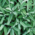 Fresh Sage Herb Seeds - 5 Pack, Salvia officinalis, Culinary & Pollinator Plant, Non-GMO, Indoor & Outdoor Gardening