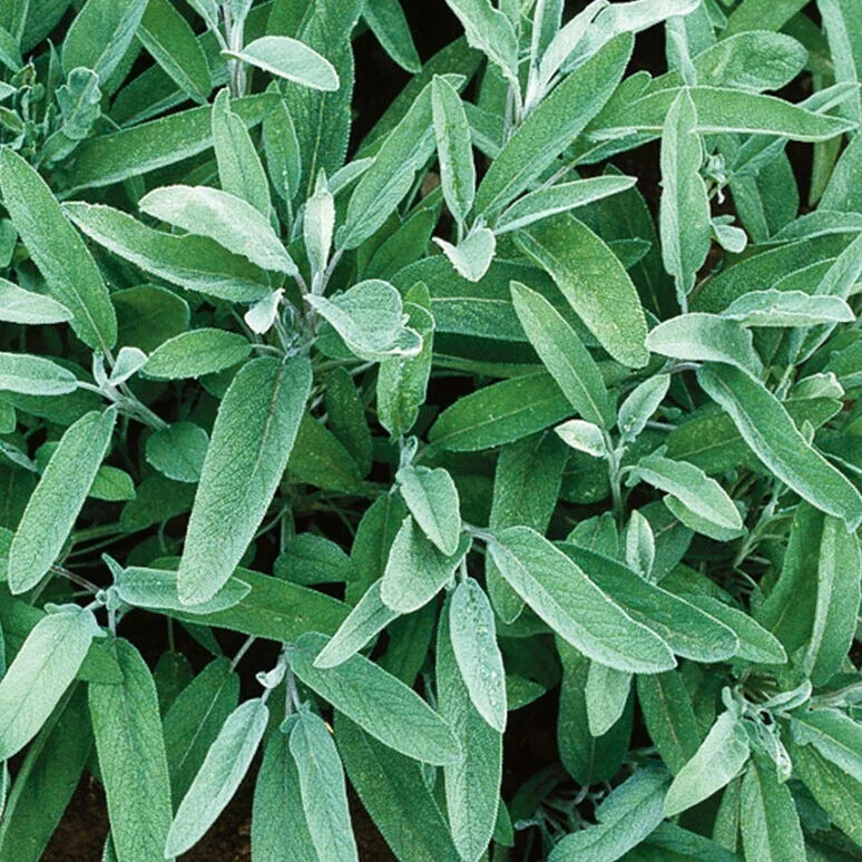 Fresh Sage Herb Seeds - 5 Pack, Salvia officinalis, Culinary & Pollinator Plant, Non-GMO, Indoor & Outdoor Gardening