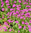 Catchfly Seeds - 100 Bright Pink Silene Ameria Flowering Plant for Gardens, Borders, and Pollinator Attraction