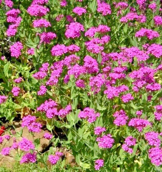 Catchfly Seeds - 100 Bright Pink Silene Ameria Flowering Plant for Gardens, Borders, and Pollinator Attraction