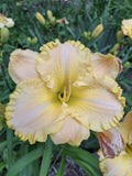 Hemerocallis Daylily Starter Plant - 1 Fan Bareroot - Super Ruffled Lace - Perennial Flowering Plant