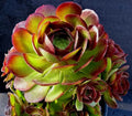 Rare Aeonium Durango Succulent Cuttings – 2 Pieces, Unique Rosette Foliage, Crassulaceae, Indoor & Outdoor Plant Propagation