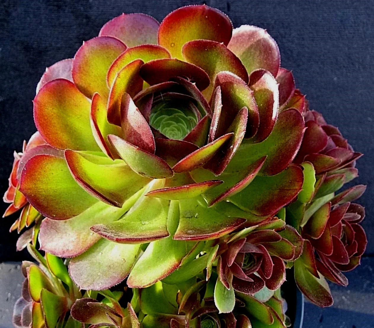 Rare Aeonium Durango Succulent Cuttings – 2 Pieces, Unique Rosette Foliage, Crassulaceae, Indoor & Outdoor Plant Propagation