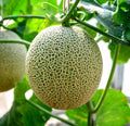 Cantaloupe Seeds - Hale Variety, 100+ Seeds, USA Grown, Vining, Cucumis melo, Home Garden, Full Sun