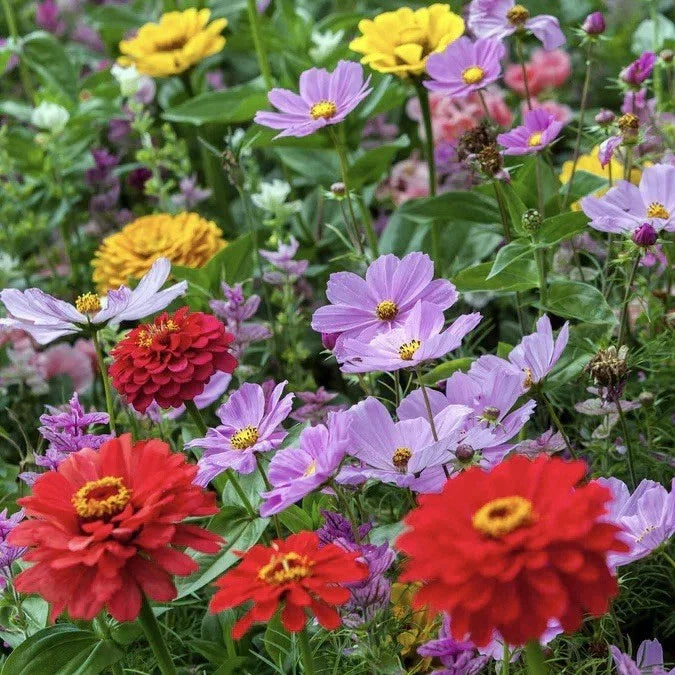 Zinnia & Cosmos Flower Seed Mix - 25 Seeds, Vibrant Colors, Attracts Hummingbirds, Easy to Grow, Pollinator-Friendly, USA Seller