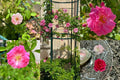 Peggy Martin Thornless Rose Cuttings - 10 Healthy Rosa 'Peggy Martin' Stems for Gardens