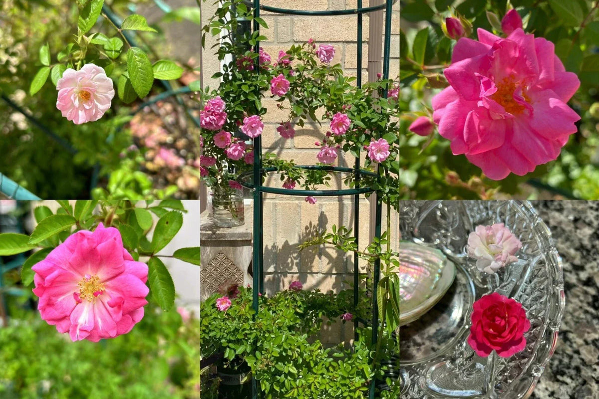 Peggy Martin Thornless Rose Cuttings - 10 Healthy Rosa 'Peggy Martin' Stems for Gardens