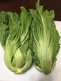 Chinese Mustard Seeds 200+ Brassica juncea Shealihong Non-GMO Gardening, Leafy Greens, Full Sun, Fast Germination