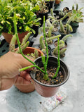 Sarcostemma Resiliens Plant in 4-Inch Pot | Resilient Climbing Vine Indoor Houseplant | Rare Green Vining Plant