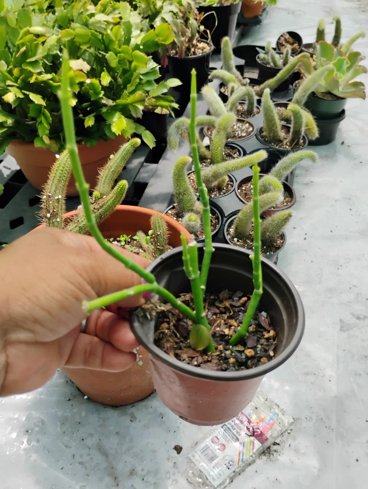 Sarcostemma Resiliens Plant in 4-Inch Pot | Resilient Climbing Vine Indoor Houseplant | Rare Green Vining Plant