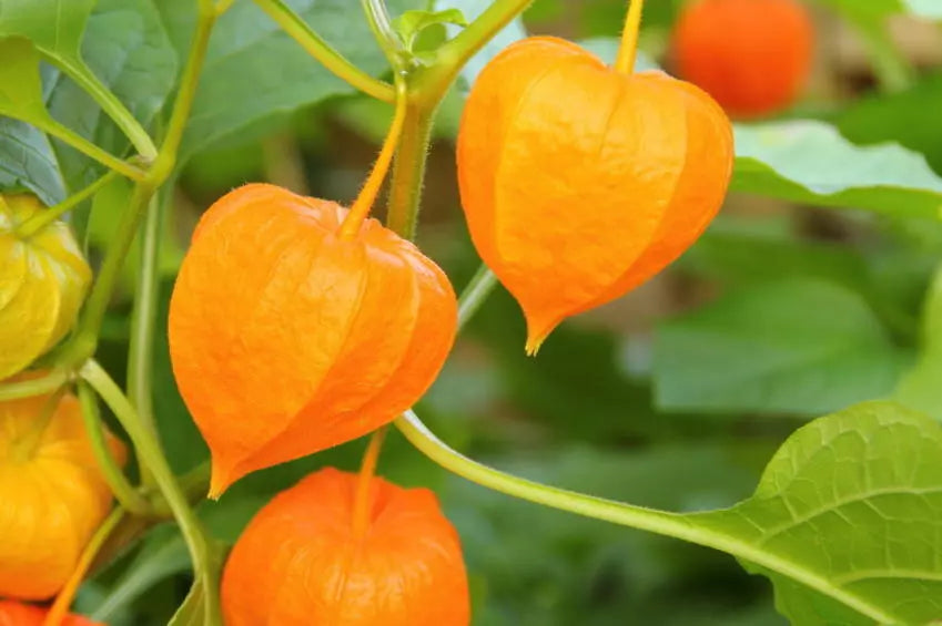 Ground Cherry Seeds 50 Non-GMO Physalis pruinosa, Cape Gooseberry, Chinese Lantern for Garden or Containers