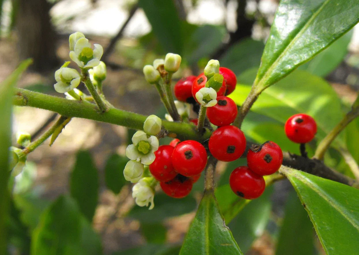 Live Yerba Mate Plant Starter - 5" Rooted Herbal Tree Ilex paraguariensis Indoor or Outdoor Cultivation