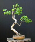 Bonsai White Paper Birch Tree Seeds | 100+ Betula papyrifera Seeds for Indoor & Outdoor Gardening