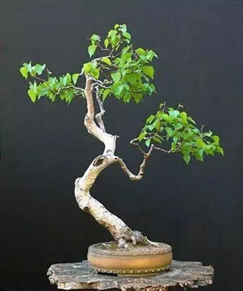 Bonsai White Paper Birch Tree Seeds | 100+ Betula papyrifera Seeds for Indoor & Outdoor Gardening