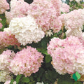 Hydrangea paniculata Pink PeeGee Rooted Plant - Flowering Shrub in 3-Gallon Pot