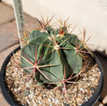 Ferocactus Recurvus Var Greenwoodii Live Plant | Rare Barrel Cactus | Unique Succulent for Home & Garden Decor