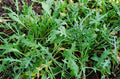 Wild Arugula Seeds - Over 400 Non-GMO Brassica rapa subsp. sylvestris Herb Seeds for Garden, Containers, Edible Greens