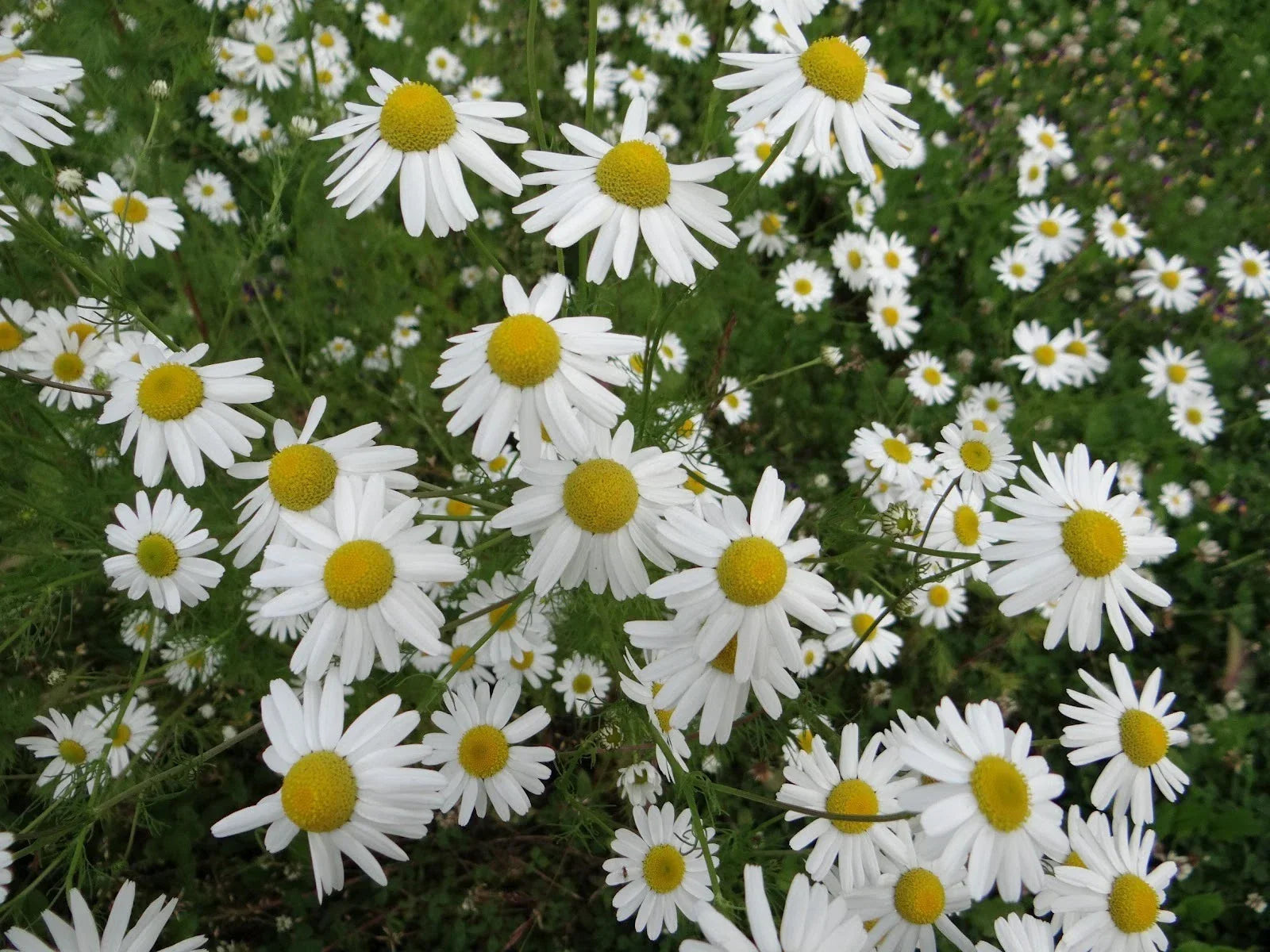 Chamomile Herb Seeds - Organic Matricaria chamomilla for Tea & Culinary Use, 500+ Seeds